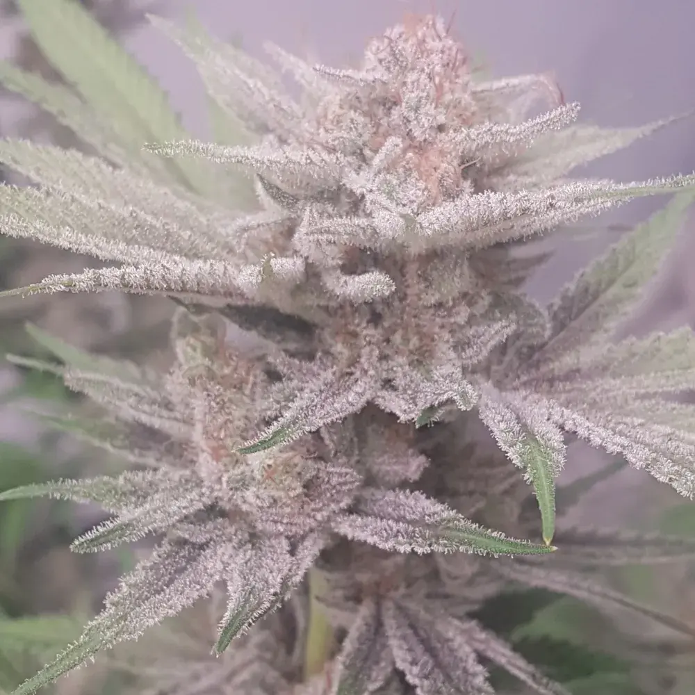 Banana Dance Feminised Cannabis Seeds | Freedom of Seeds