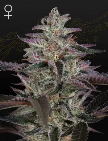 Banana Krumble Feminised Cannabis Seeds | Green House Seeds