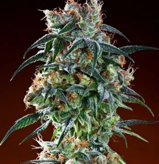 Bay 11 Regular Cannabis Seeds | Grand Daddy Purp