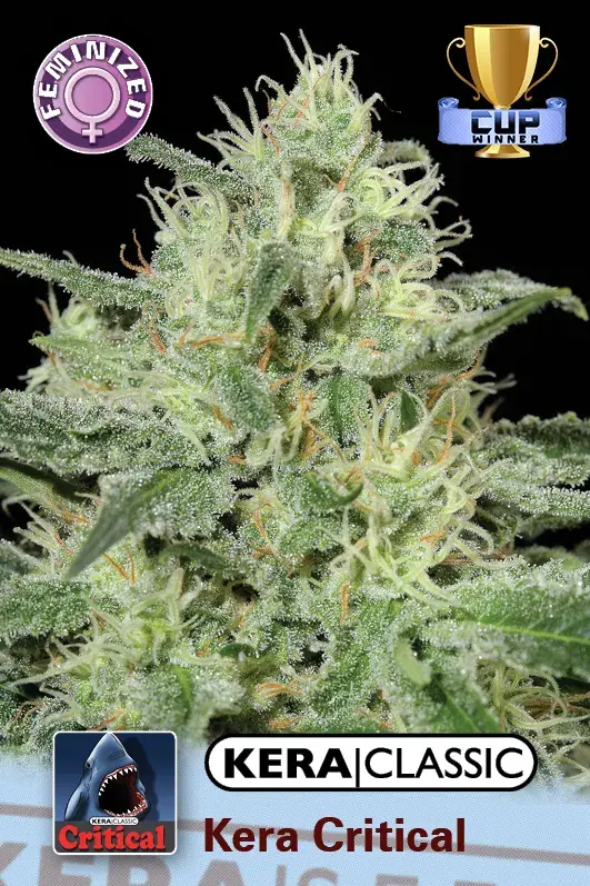 Critical Feminised Cannabis Seeds | Kera Seeds