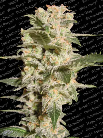 Belladonna Feminised Cannabis Seeds | Paradise Seeds