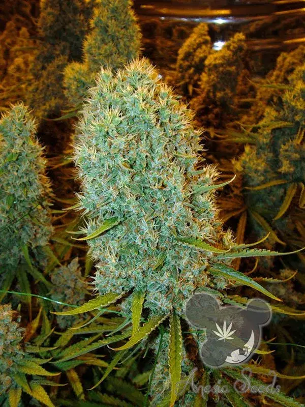 Big Bazooka Feminised Cannabis Seeds - Anesia Seeds