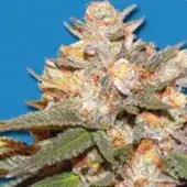 Bomb Seeds Big Bomb Auto Feminised Cannabis Seeds For Sale
