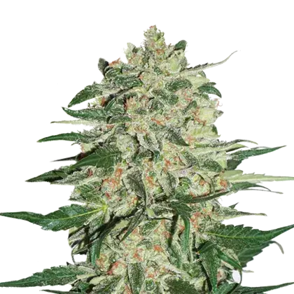 Big Bud Feminised Cannabis Seeds | Seed Stockers