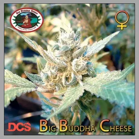 Big Buddha Cheese Feminised Cannabis Seeds | Big Buddha Seeds