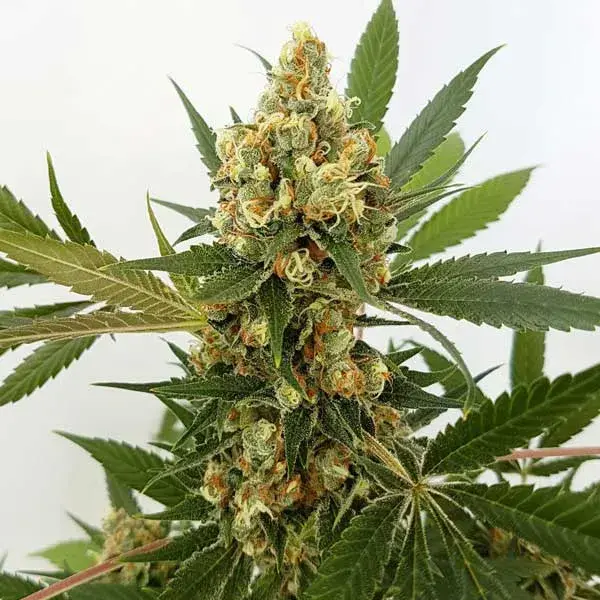 Big Domina Auto Feminised Cannabis Seeds