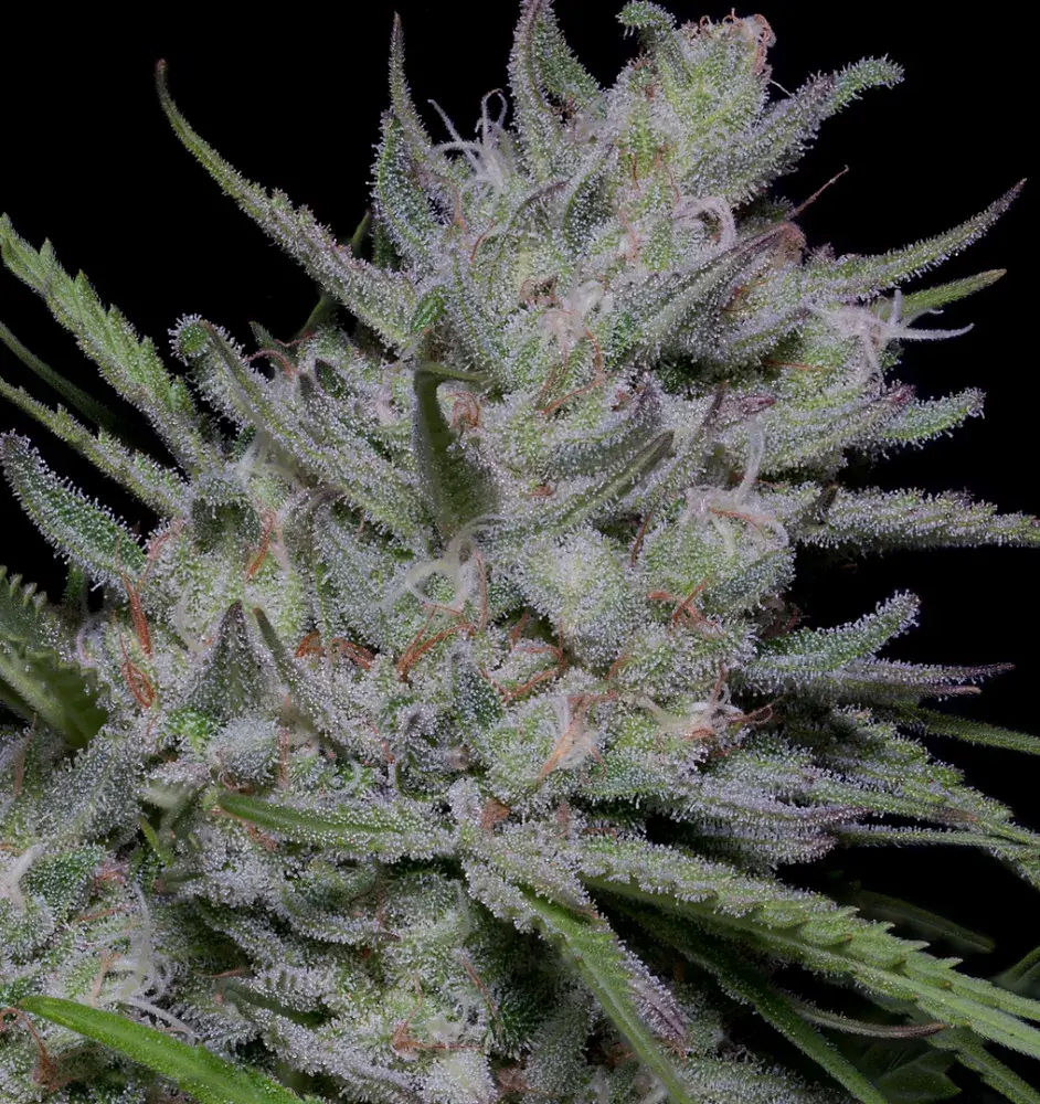 Bighead Superfast Auto Feminised Cannabis Seeds | Big Head Seeds