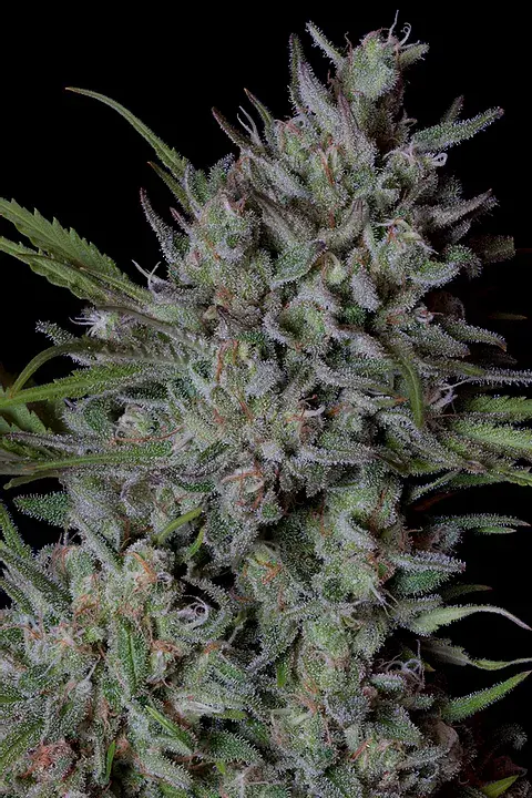 Crystal Runtz Feminised Cannabis Seeds | Big Head Seeds