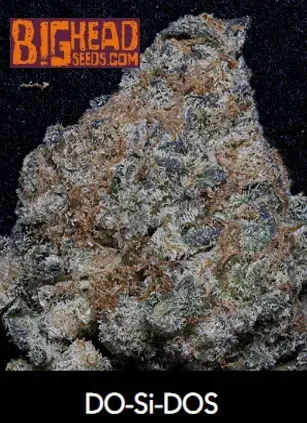 Do-Si-Dos Feminised Cannabis Seeds | Big Head Seeds