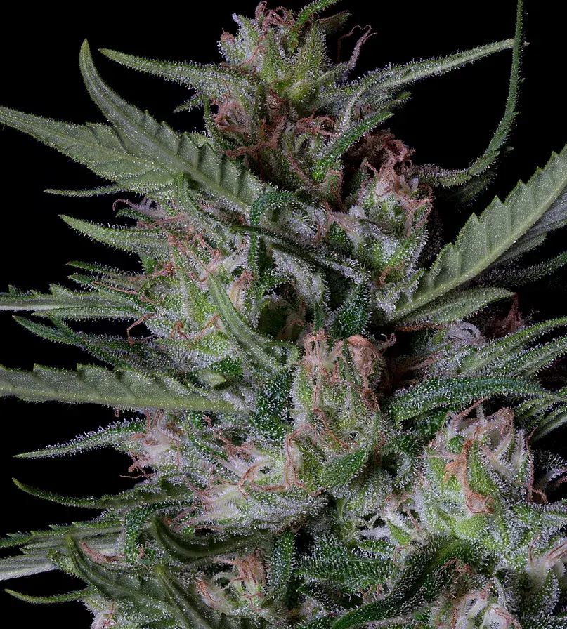 Dogstar Dawg Auto Feminised Cannabis Seeds | Big Head Seeds