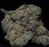 Girl Scout Cookies Feminised Cannabis Seeds | Big Head Seeds