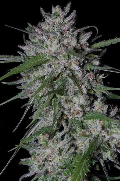 Gorilla Cookies Auto Feminised Cannabis Seeds | Big Head Seeds