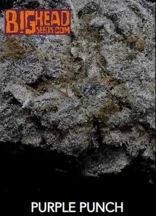 Purple Punch Feminised Cannabis Seeds | Big Head Seeds