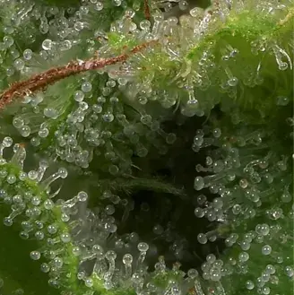 Strawberry Banana Feminised Cannabis Seeds | Big Head Seeds