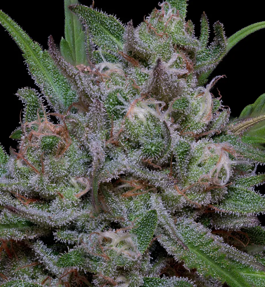 Trippy Sherbert Punch Auto Feminised Cannabis Seeds | Big Head Seeds
