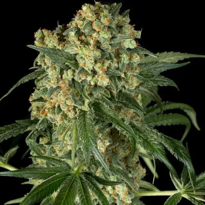Big Kush Feminised Cannabis Seeds - Dinafem Seeds