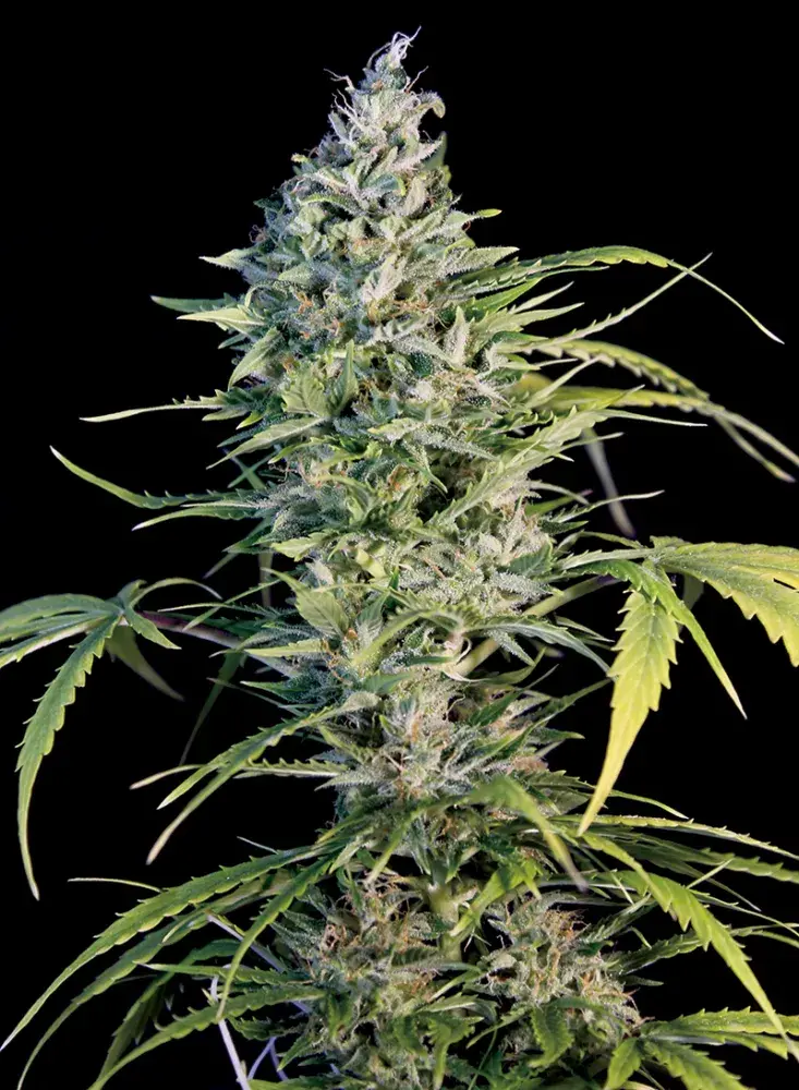 Big Monster Flow Feminised Cannabis Seeds | Big Monster Seeds