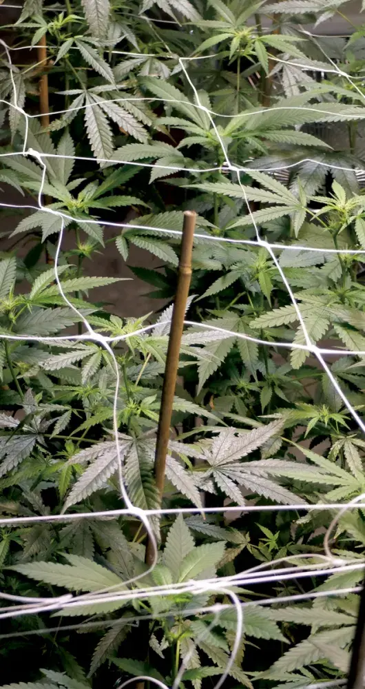 Big Monster Mix Cannabis Seeds | Big Monster Seeds