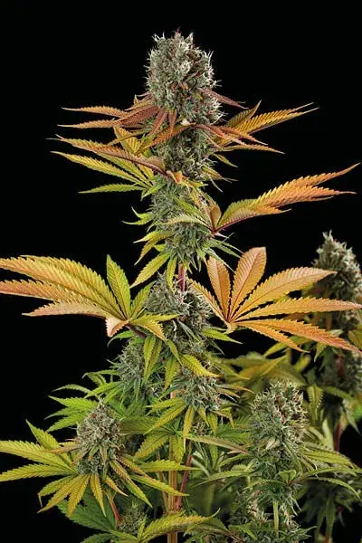 Big Yeti Feminised Cannabis Seeds | Seed Stockers.