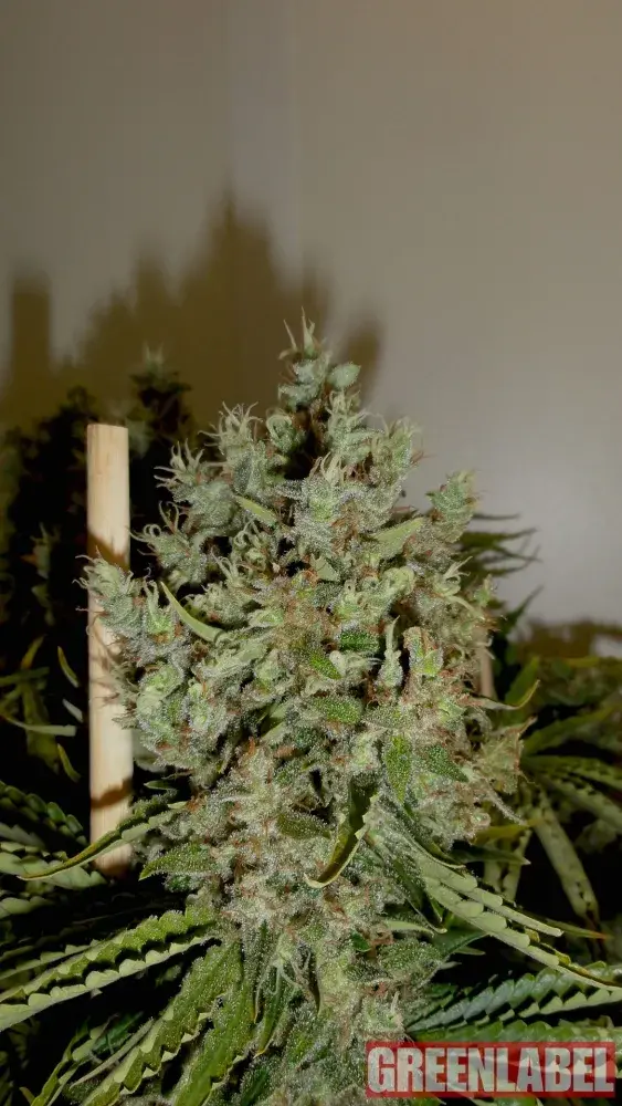 Big Jack Feminised Cannabis Seeds | GreenLabel Seeds