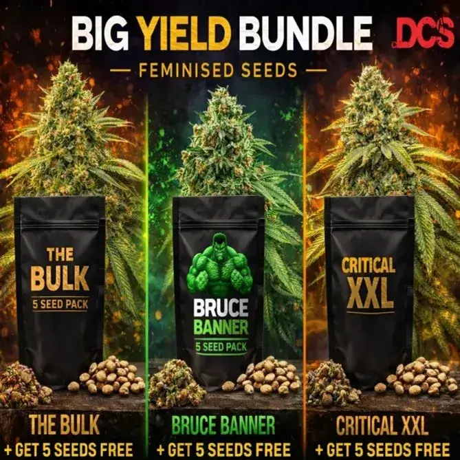 Big Yield Bundle Feminised Seeds - Discount Cannabis Seeds
