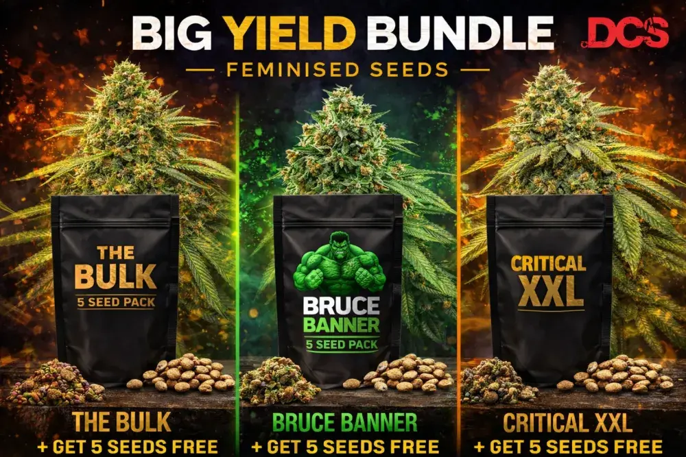 Big Yield Bundle Feminised Seeds - Discount Cannabis Seeds