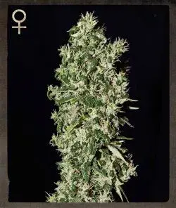 Big Tooth Feminised Cannabis Seeds | Strain Hunters 