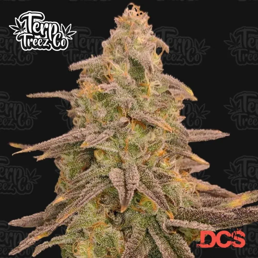 Bizcoffi Feminised Cannabis Seeds - Terp Treez