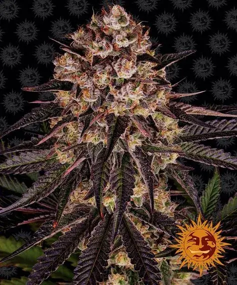 Biscotti Mintz Feminised Cannabis Seeds | Barney's Farm 