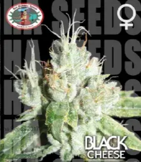 Black Cheese Feminised Cannabis Seeds | Big Buddha Seeds