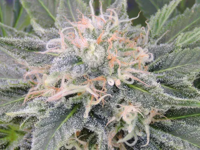 Black Ghost OG Feminised Cannabis Seeds | Original Sensible Seeds
