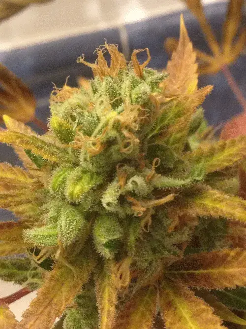 Black Gold Auto Feminised Cannabis Seeds | Cream Of The Crop