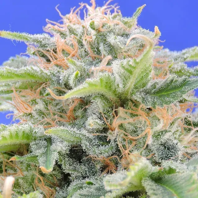 Black Gum Feminised Cannabis Seeds | Original Sensible Seeds