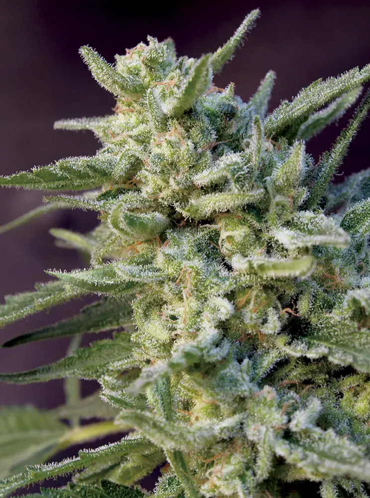 Black Hawk Auto Feminised Cannabis Seeds | Big Monster Seeds