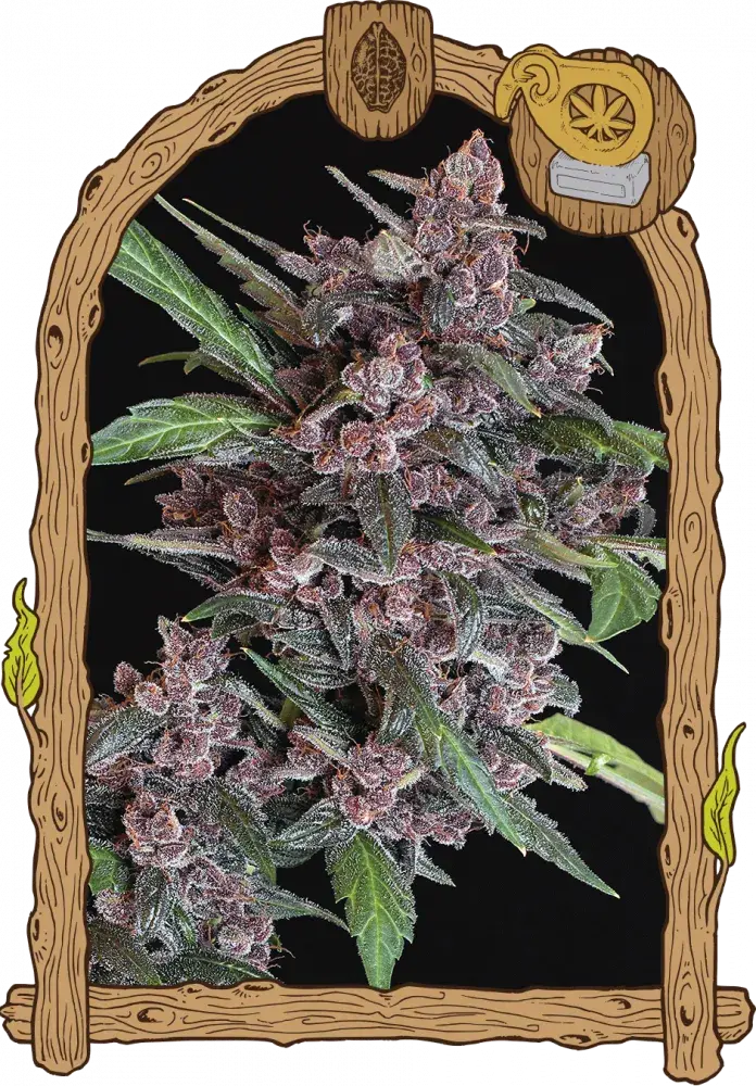 Black Lemon Auto Feminised Cannabis Seeds | Exotic Seeds