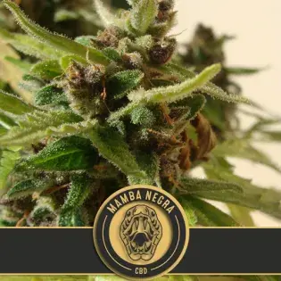 Mamba Negra CBD Auto Feminised Cannabis Seeds| Blim Burn Seeds 
