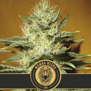 Mamba Negra CBD Feminised Cannabis Seed | Blim Burn Seeds 
