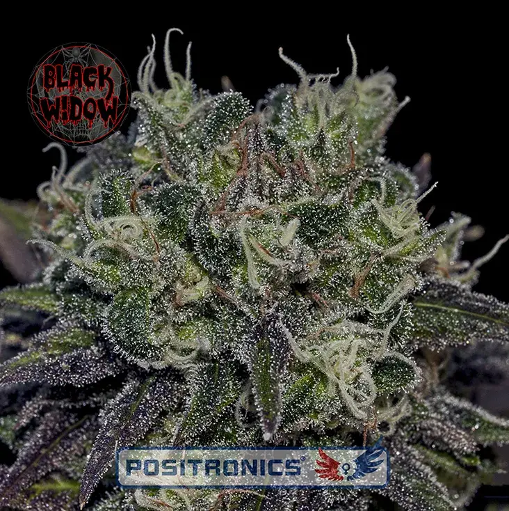 Black Widow Feminised Cannabis Seeds | Positronics