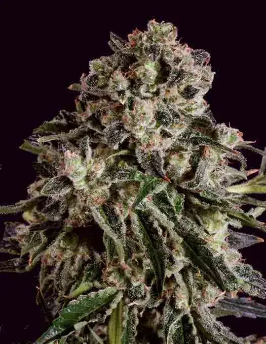 BLACK CRITICAL x SCBDX Feminised Cannnabis Seeds