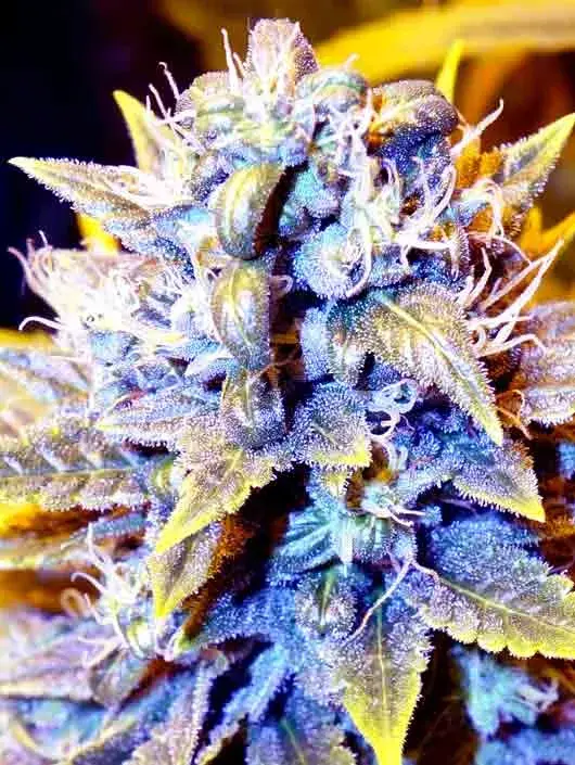 BLACK KUSH x SCBDX Feminised Cannnabis Seeds