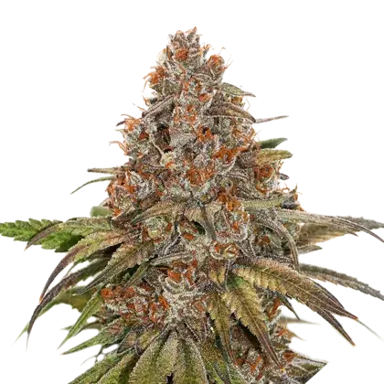 Blackberry Gum Feminised Cannabis Seeds | Seed Stockers