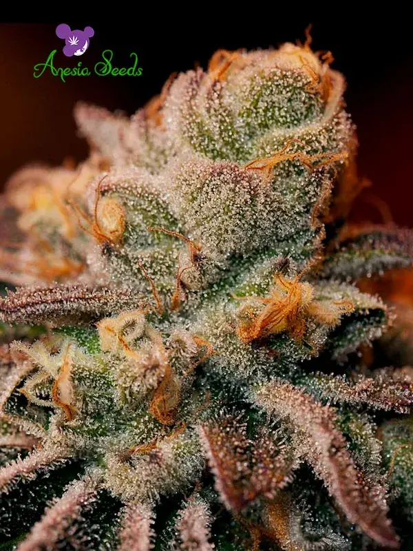 Blackberry Moonrocks Feminised Cannabis Seeds - Anesia Seeds