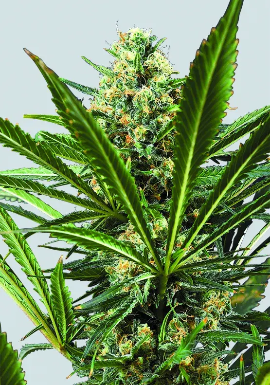 Blackjack Feminised Cannabis Seeds | Nirvana