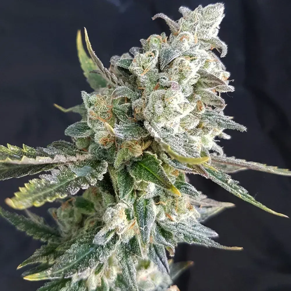 Blue Angel Feminised Cannabis Seeds