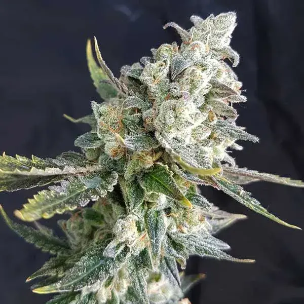 Blue Angel Regular Cannabis Seeds