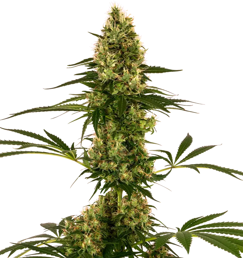 Blue Bullet Auto Feminised Cannabis Seeds - Sensi Seeds