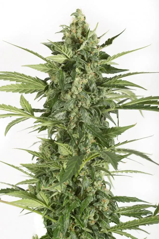 Blue Cheese Auto Feminised Cannabis Seeds - Dinafem Seeds
