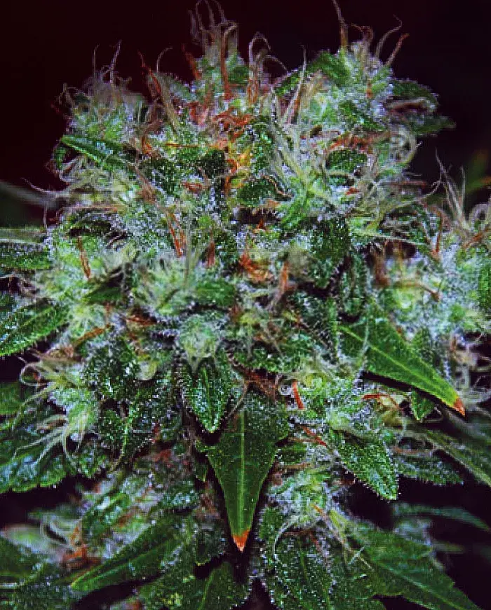 Blue Cheese Auto Feminised Cannabis Seeds | Expert Seeds
