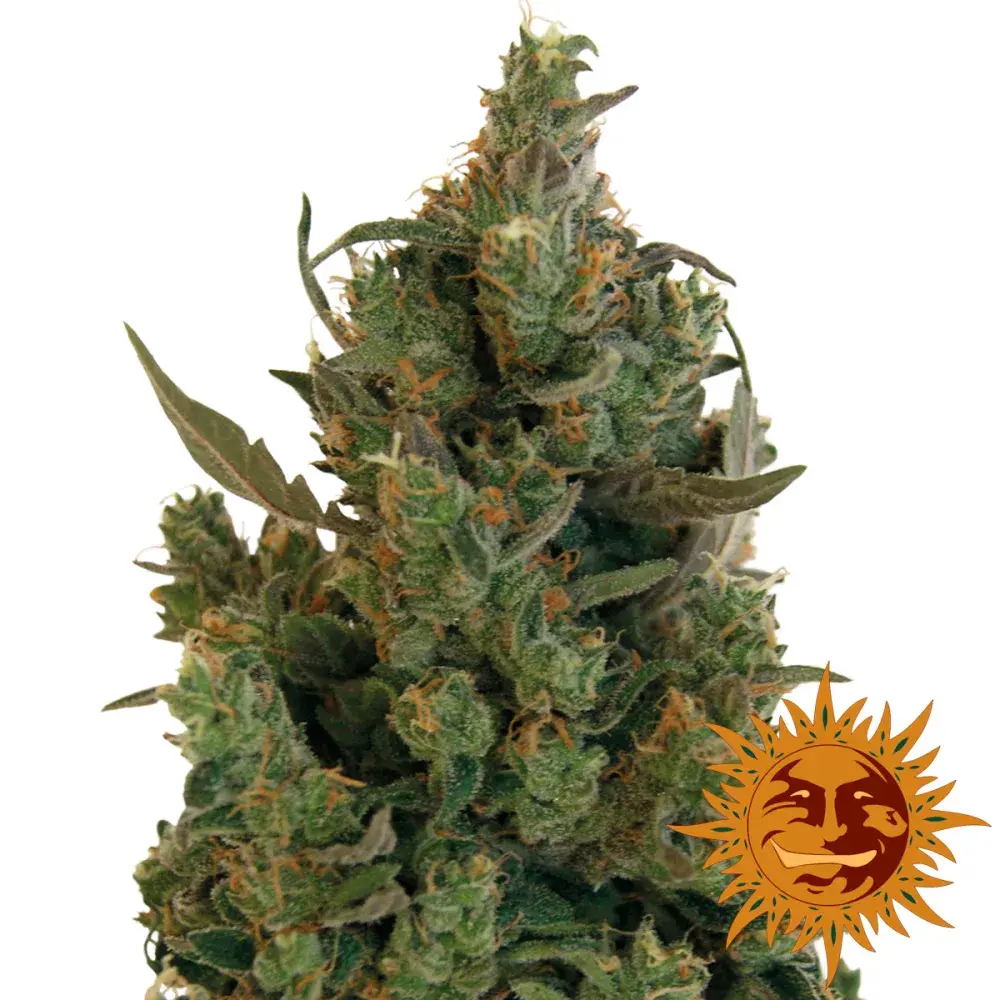 Blueberry Cheese Feminised | Barney's Farm 