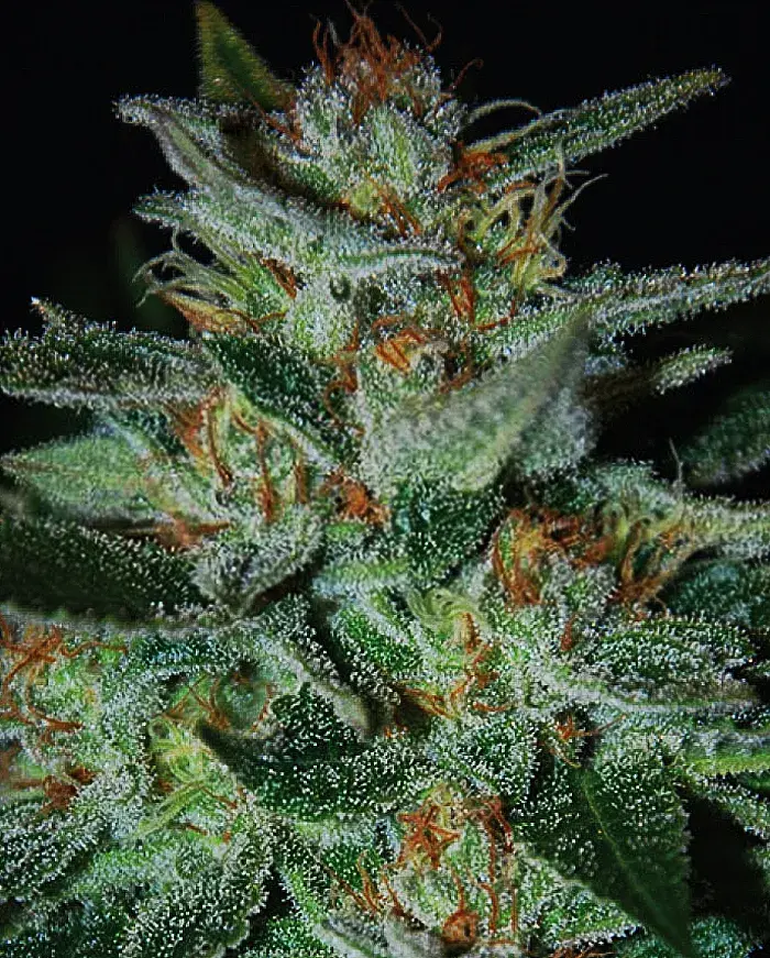 Blue Cheese Feminised Cannabis Seeds | Expert Seeds